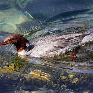 Common Merganser