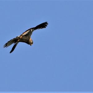 Common Kestrel