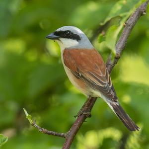 Red-backed Shrike