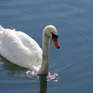 Höckerschwan