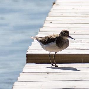 Common Sandpiper