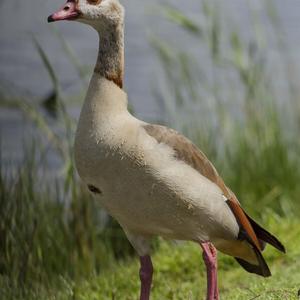 Egyptian Goose