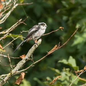 Long-tailed Tit