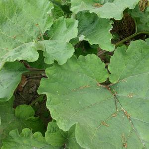 Greater Burdock