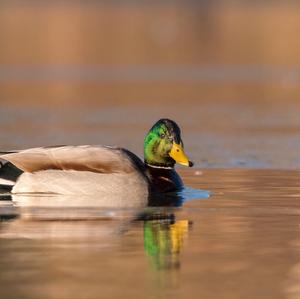 Mallard