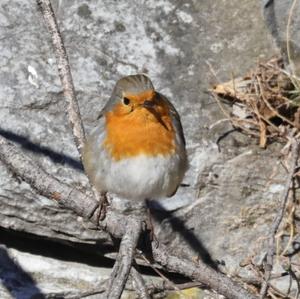 European Robin