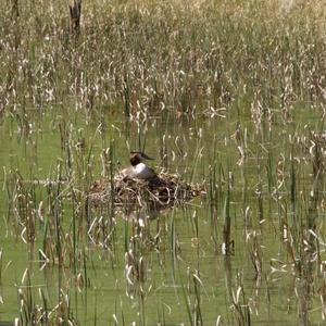 Great Crested Grebe