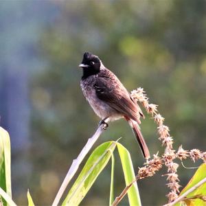 Red-vented Bulbul