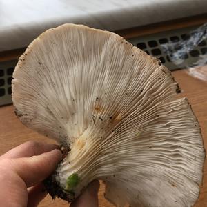 Oyster Mushroom