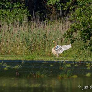 Whooper Swan