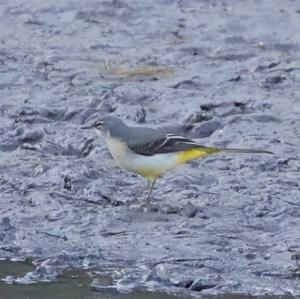 Grey Wagtail