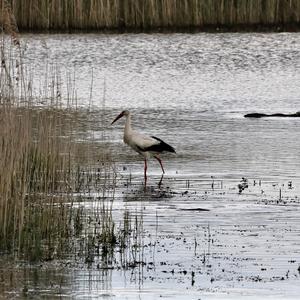 White Stork