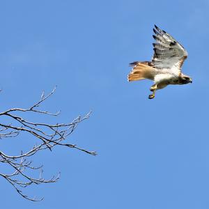 Rotschwanzbussard