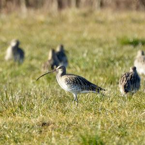 Eurasian Curlew