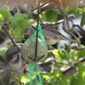 House Sparrow