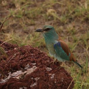 European Roller