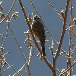 Rock Bunting