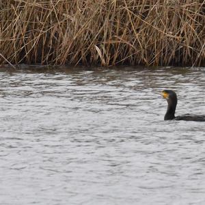 Great Cormorant