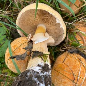 Golden False Pholiota