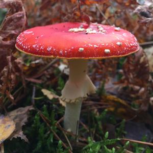 Fly Agaric