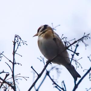 European Goldfinch