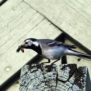 White Wagtail