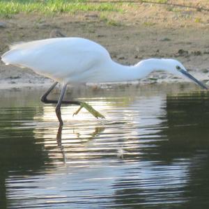 Little Egret