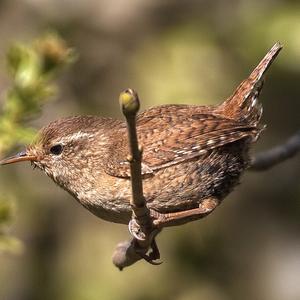 Winter Wren