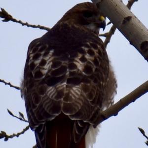 Rotschwanzbussard