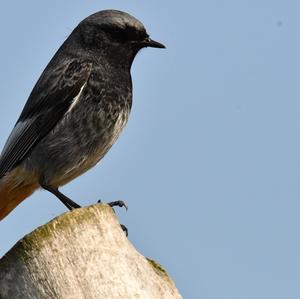 Black Redstart