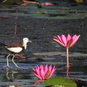 Pheasant-tailed Jacana