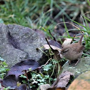 Winter Wren