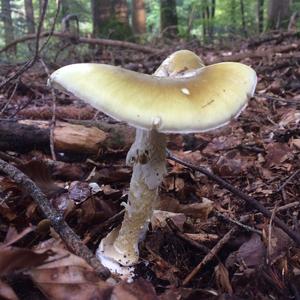 Death Cap