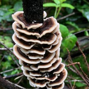 Turkey-tail