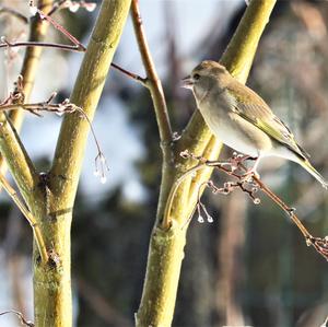 European Greenfinch