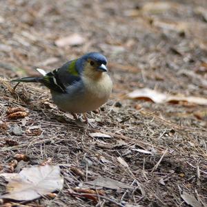 Eurasian Chaffinch