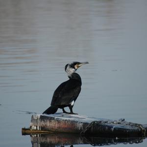 Great Cormorant