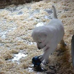 Berger Blanc Suisse