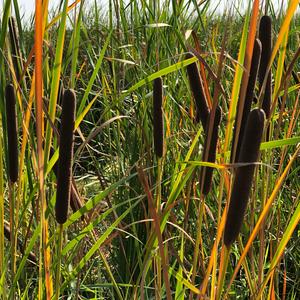 Narrow-leaved Cattail