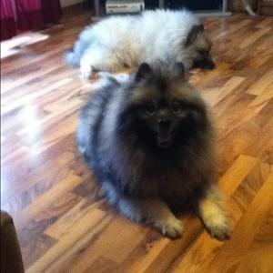 Keeshond