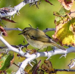 Common Chiffchaff