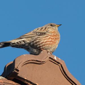 Alpine Accentor