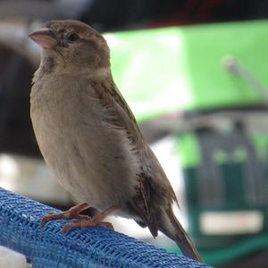 Hedge Accentor