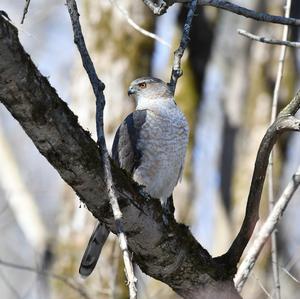 Eurasian Sparrowhawk