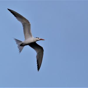 Common Tern