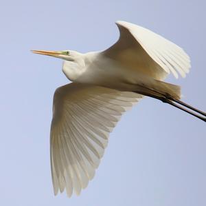 Great Egret