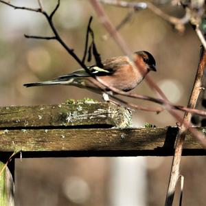 Eurasian Chaffinch