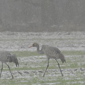 Common Crane