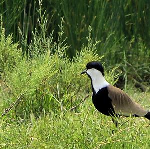 Spur-winged Lapwing