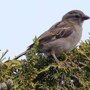 Eurasian Tree Sparrow